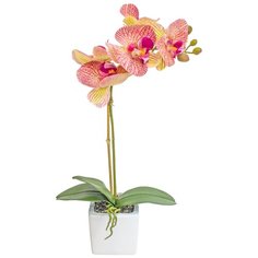 Орхидея фаленопсис 1 ветка в керамическом кашпо Куб, цвет: ярко-розовый Gerard de ros