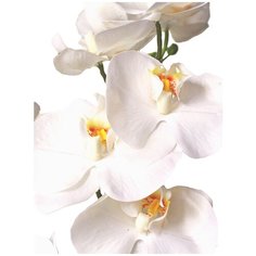 Орхидея фаленопсис 1 ветка в керамическом кашпо Куб, цвет: белый Gerard de ros