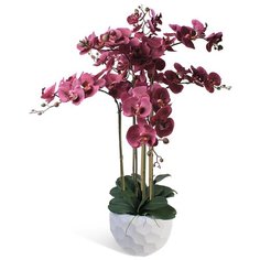 Орхидея Фаленопсис 7 веток в керамическом кашпо полусфера 17-956/010/1046, цвет: темно-фиолетовый Gerard de ros