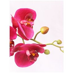 Орхидея фаленопсис 7 веток в керамическом кашпо Куб 17-640/1046, цвет: темно-фиолетовый Gerard de ros