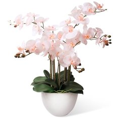 Орхидея Фаленопсис 5 веток в кашпо Piano 17-606/1172, цвет: бледно-розовый Gerard de ros