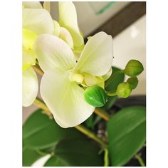 Орхидея фаленопис 3 ветки в керамическом кашпо Камень белое 17-630/010/1048, цвет: желто-зеленый светлый Gerard de ros