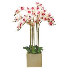 Орхидея фаленопсис 7 веток в керамическом кашпо Куб 17-640/1082, цвет: розовая фуксия Gerard de ros