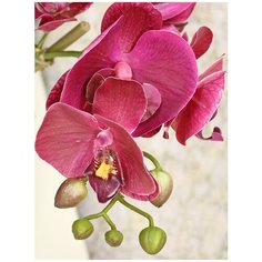 Орхидея Фаленопсис 2 ветки в керамическом белом кашпо 17-703/1046, цвет: темно-фиолетовый Gerard de ros