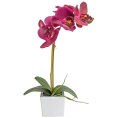 Орхидея фаленопсис 1 ветка в керамическом кашпо Куб, цвет: темно-фиолетовый Gerard de ros