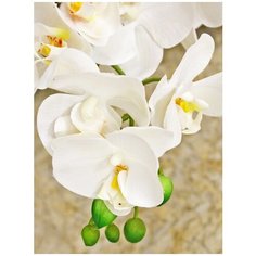 Орхидея Фаленопсис 2 ветки в керамическом белом кашпо 17-703/1020, цвет: белый Gerard de ros