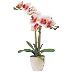 Орхидея Фаленопсис 2 ветки в керамическом белом кашпо 17-703/1082, цвет: розовая фуксия Gerard de ros