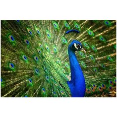 Набор для творчества Рыжий кот Холст с красками по номерам Красивый павлин 40х50 см