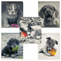 Альт Тетрадь Щенки. Контрасты 7-48-1026, клетка, 48 л., серый