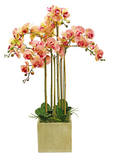 Орхидея фаленопсис 7 веток в керамическом кашпо Куб Gerard de ros