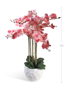 Орхидея Фаленопсис 7 веток в керамическом кашпо полусфера Gerard de ros