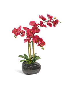 Орхидея фаленопис 3 ветки в керамическом кашпо Камень черное Gerard de ros