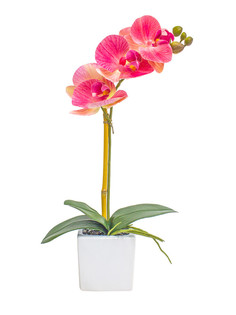 Орхидея фаленопсис 1 ветка в керамическом кашпо Куб Gerard de ros