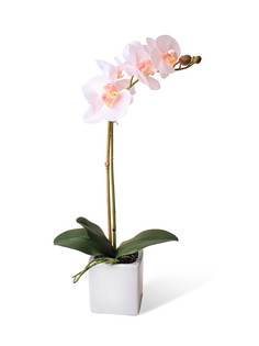 Орхидея фаленопсис 1 ветка в керамическом кашпо Куб Gerard de ros