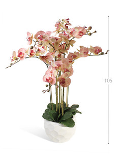 Орхидея Фаленопсис 7 веток в керамическом кашпо полусфера Gerard de ros
