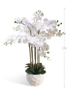Орхидея Фаленопсис 7 веток в керамическом кашпо полусфера Gerard de ros