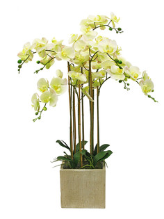 Орхидея фаленопсис 7 веток в керамическом кашпо Куб Gerard de ros