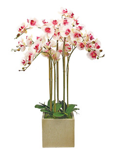 Орхидея фаленопсис 7 веток в керамическом кашпо Куб Gerard de ros