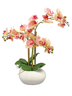 Орхидея фаленопис 3 ветки в керамическом кашпо Камень белое Gerard de ros