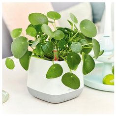 Кашпо Юла бел/серый Lechuza