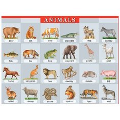 Животные. Наглядное пособие по английскому языку АЙРИС пресс