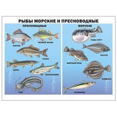 Плакат Проф-Пресс Рыбы морские и пресноводные