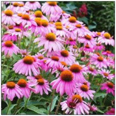 Алмазная мозаика Алмазная Фея A-0314. Навстречу солнцу