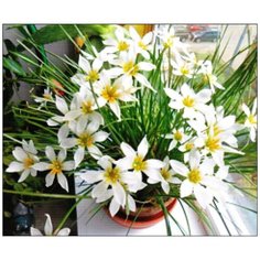 Алмазная мозаика Алмазная Фея A-0249. Цветы на подоконнике