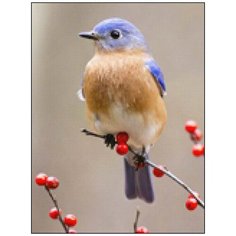 Алмазная мозаика Алмазная Фея A-0297. Пташка