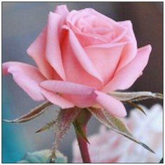 Алмазная мозаика Алмазная Фея A-0324. Чайная роза