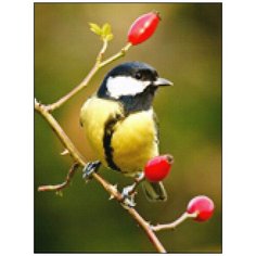 Алмазная мозаика Алмазная Фея A-0294. Синичка
