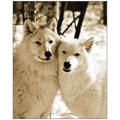 Алмазная мозаика Алмазная Фея A-0149. A-0149