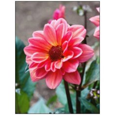 Алмазная мозаика Алмазная Фея A-0306. Душистый цвет