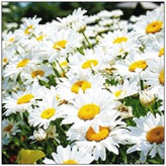 Алмазная мозаика Алмазная Фея A-0187. Полевые ромашки