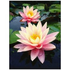 Алмазная мозаика Алмазная Фея A-0320. Цветущий лотос