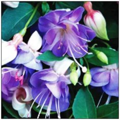 Алмазная мозаика Алмазная Фея A-0206. Капельки росы