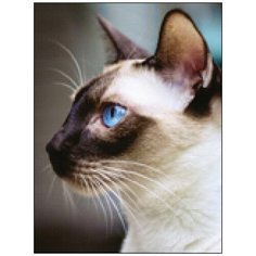 Алмазная мозаика Алмазная Фея A-0303. Сиамская кошка