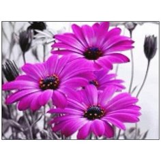 Алмазная мозаика Алмазная Фея A-0316. Нарушая монохром