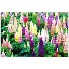 Алмазная мозаика Алмазная Фея A-0239. Очаровательные люпины