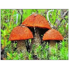 Алмазная мозаика Алмазная Фея A-0354. Подберезовики