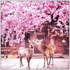 Алмазная мозаика Алмазная Фея A-0217. Под сакурой