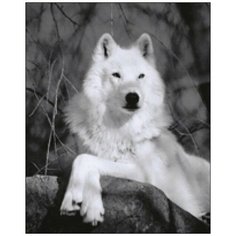 Алмазная мозаика Алмазная Фея A-0137. A-0137