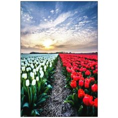 Алмазная мозаика Алмазная Фея A-0226. Тропинка среди тюльпанов