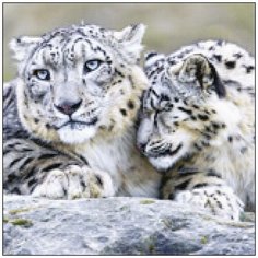 Алмазная мозаика Алмазная Фея A-0266. Барсы