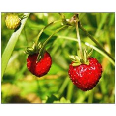 Алмазная мозаика Алмазная Фея A-0142. A-0142