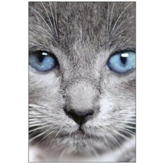 Алмазная мозаика Алмазная Фея A-0275. Голубоглазый котенок