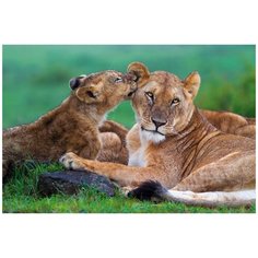 Рыжий кот картина по номерам "Львица и львенок" 40х50 см (Х-2992)