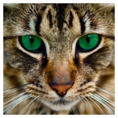 Алмазная мозаика Molly 30х30 см Бенгальская кошка