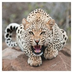 Алмазная мозаика Molly 30х30 см Леопард