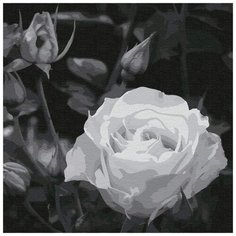 Картина по номерам "Белая роза", 30x30 см Котеин